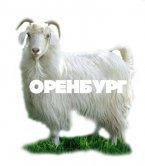 оренбургская коза