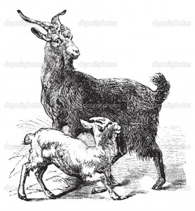 оренбургские козы