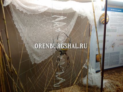 оренбургский пуховый платок в музее естественных наук прато