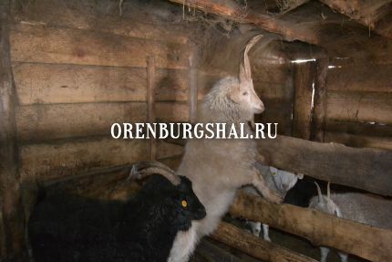 оренбургские пуховые козы