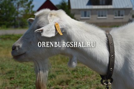 пуховые козы оренбург