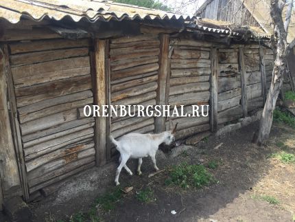 пуховая коза оренбург