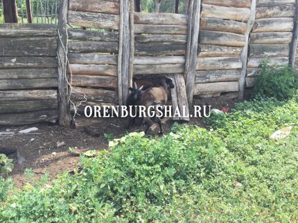 оренбургская коза