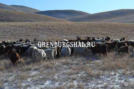 оренбургские козы