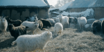пуховые козы оренбургской породы