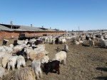Сезонная ческа коз в СПК "Донское"