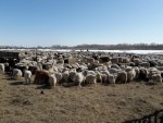 Сезонная ческа коз в СПК "Донское"